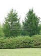 ������� ����������� ����������� ����������� (����������� ���������) (Larix decidua) - 207