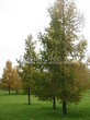 ������� ����������� ����������� ����������� (����������� ���������) (Larix decidua) - 208