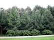 ������� ����������� ����������� ����������� (����������� ���������) (Larix decidua) - 209