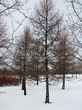 ������� ����������� ����������� ����������� (����������� ���������) (Larix decidua) - 210