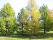 ������� ����������� ����������� ����������� (����������� ���������) (Larix decidua) - 211