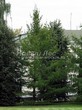 ������� ����������� ����������� ����������� (����������� ���������) (Larix decidua) - 212