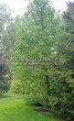 ������� ����������� ����������� ����������� (����������� ���������) (Larix decidua) - 213