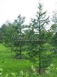������� ����������� ����������� ����������� (����������� ���������) (Larix decidua) - 214