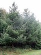 ������� ����������� ����������� ����������� (����������� ���������) (Larix decidua) - 215