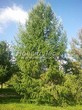 ������� ����������� ����������� ����������� (����������� ���������) (Larix decidua) - 216