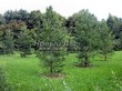 ������� ����������� ����������� ����������� (����������� ���������) (Larix decidua) - 217
