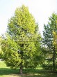 ������� ����������� ����������� ����������� (����������� ���������) (Larix decidua) - 218