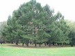 ������� ����������� ����������� ����������� (����������� ���������) (Larix decidua) - 219