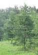 ������� ����������� ����������� ����������� (����������� ���������) (Larix decidua) - 220