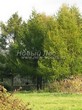 ������� ����������� ����������� ����������� (����������� ���������) (Larix decidua) - 221