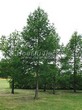 ������� ����������� ����������� ����������� (����������� ���������) (Larix decidua) - 222