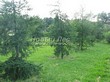 ������� ����������� ����������� ����������� (����������� ���������) (Larix decidua) - 223