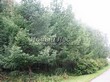 ������� ����������� ����������� ����������� (����������� ���������) (Larix decidua) - 224