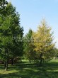 ������� ����������� ����������� ����������� (����������� ���������) (Larix decidua) - 225