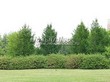 ������� ����������� ����������� ����������� (����������� ���������) (Larix decidua) - 226