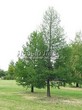 ������� ����������� ����������� ����������� (����������� ���������) (Larix decidua) - 227