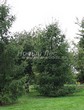 ������� ����������� ����������� ����������� (����������� ���������) (Larix decidua) - 228