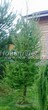������� ����������� ����������� ����������� (����������� ���������) (Larix decidua) - 229