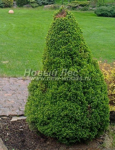 Посадка крупномеров Ели сизой Коника (Ели канадской Коника, Picea glauca 'Conica') - Фото 204 - Ель Коника, высаженная у садовой дорожки из гранитной брусчатки