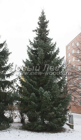     (Picea omorika) -  208 -     