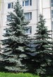      ( , Picea pungens 'Glauca') - 204