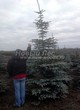 ������� ����������� ��� ������� ����� ����� (Picea pungens f. glauca) - 201