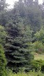 ������� ����������� ��� ������� ����� ����� (Picea pungens f. glauca) - 203
