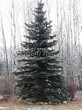 ������� ����������� ��� ������� ����� ����� (Picea pungens f. glauca) - 204