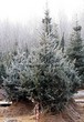 ������� ����������� ��� ������� ����� ����� (Picea pungens f. glauca) - 205