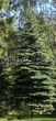 ������� ����������� ��� ������� ����� ����� (Picea pungens f. glauca) - 206