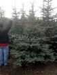 ������� ����������� ��� ������� ����� ����� (Picea pungens f. glauca) - 207