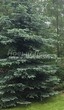 ������� ����������� ��� ������� ����� ����� (Picea pungens f. glauca) - 208