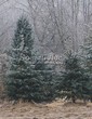 ������� ����������� ��� ������� ����� ����� (Picea pungens f. glauca) - 209