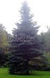 ������� ����������� ��� ������� ����� ����� (Picea pungens f. glauca) - 210