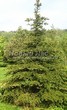       (Picea pungens)