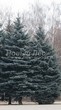������� ����������� ��� ������� (��� �������) ����� ������� (Picea pungens) - 202