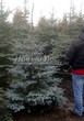 ������� ����������� ��� ������� (��� �������) ����� ������� (Picea pungens) - 203
