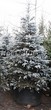 ������� ����������� ��� ������� (��� �������) ����� ������� (Picea pungens) - 205