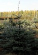������� ����������� ��� ������� (��� �������) ����� ������� (Picea pungens) - 206