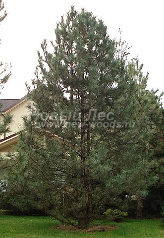     () (Pinus nigra) -  201 -      (Pinus nigra)           (, )