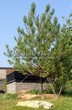 Посадка крупномеров Сосны обыкновенной (Pinus sylvestris) - 206