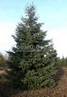������� ����������� ����������� ������� (Pseudotsuga menziesii) - 201