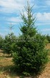 ������� ����������� ����������� ������� (Pseudotsuga menziesii) - 202