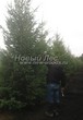 ������� ����������� ����������� ������� (Pseudotsuga menziesii) - 203
