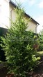 ������� ����������� ����������� ������� (Pseudotsuga menziesii) - 204