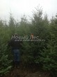 ������� ����������� ����������� ������� (Pseudotsuga menziesii) - 205