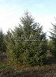 ������� ����������� ����������� ������� (Pseudotsuga menziesii) - 206