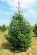 ������� ����������� ����������� ������� (Pseudotsuga menziesii) - 207