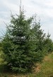 ������� ����������� ����������� ������� (Pseudotsuga menziesii) - 208
